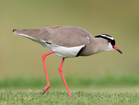Crowned Lapwing